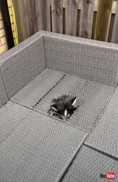 家具を壊すワンコの画像 ポンスキー ハスキー 破壊 かわいい 海外動画 面白 ワンコ