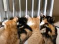 保護子猫たちがヒーター前で「早くつかないかニャ？」　仲良く並んで待機する動画に「最強レベルでかわいい！」