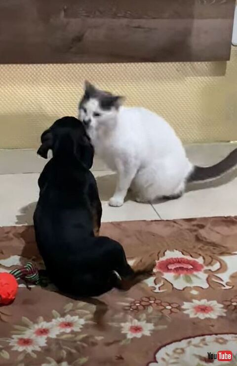 子犬 猫 猫パンチ 倒れる スロー 演技