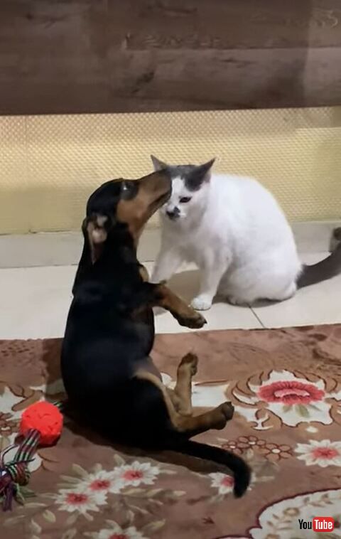 子犬 猫 猫パンチ 倒れる スロー 演技