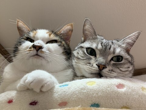 19kg サスケ とげまる サクラ 19キロ 猫布団 かわいい 保護猫