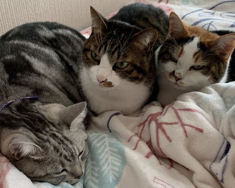 19kg サスケ とげまる サクラ 19キロ 猫布団 かわいい 保護猫