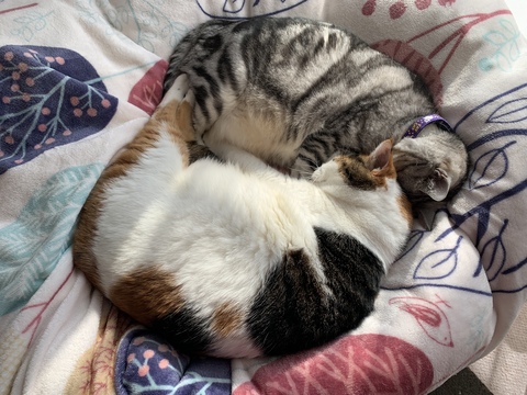 19kg サスケ とげまる サクラ 19キロ 猫布団 かわいい 保護猫