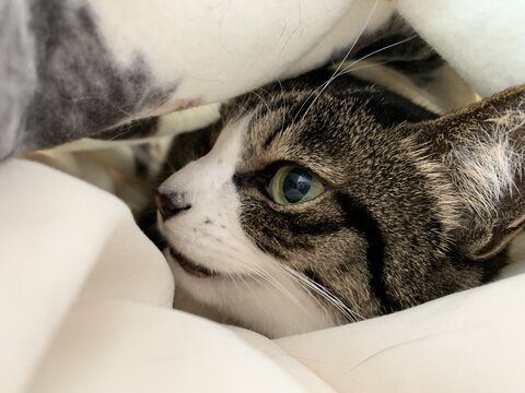 19kg サスケ とげまる サクラ 19キロ 猫布団 かわいい 保護猫