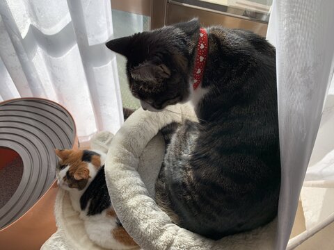 19kg サスケ とげまる サクラ 19キロ 猫布団 かわいい 保護猫