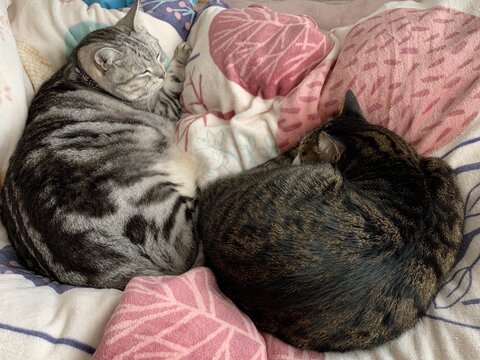 19kg サスケ とげまる サクラ 19キロ 猫布団 かわいい 保護猫