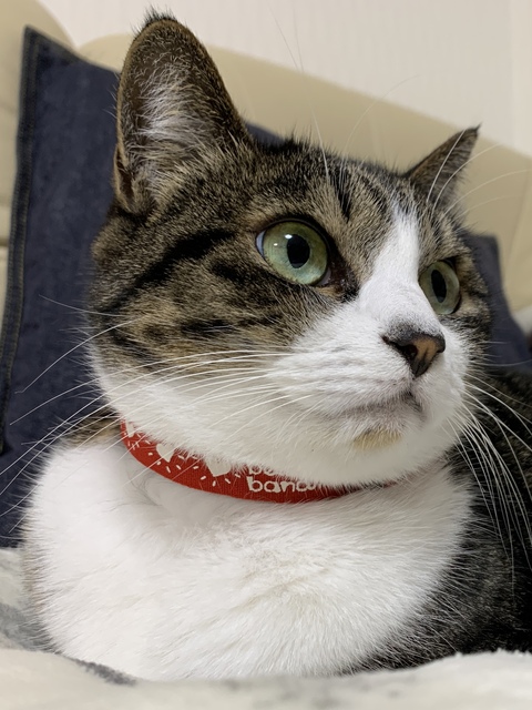 19kg サスケ とげまる サクラ 19キロ 猫布団 かわいい 保護猫