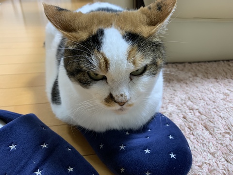 19kg サスケ とげまる サクラ 19キロ 猫布団 かわいい 保護猫