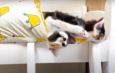 保護猫 三毛 茶トラ 猫だんご ヒーターと猫 ストーブと猫 オイルヒーター 子猫 かわいい 動画 うにむぎはちむー