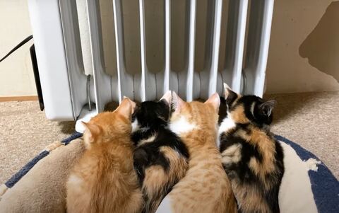 保護猫 三毛 茶トラ 猫だんご ヒーターと猫 ストーブと猫 オイルヒーター 子猫 かわいい 動画 うにむぎはちむー
