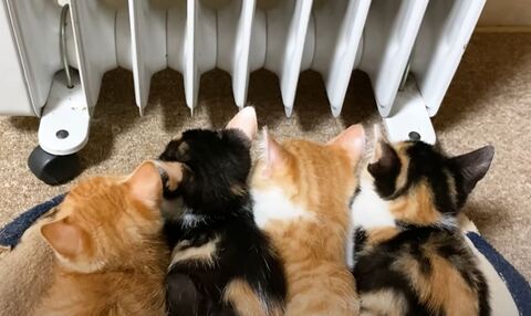 保護猫 三毛 茶トラ 猫だんご ヒーターと猫 ストーブと猫 オイルヒーター 子猫 かわいい 動画 うにむぎはちむー