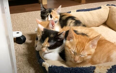 保護猫 三毛 茶トラ 猫だんご ヒーターと猫 ストーブと猫 オイルヒーター 子猫 かわいい 動画 うにむぎはちむー