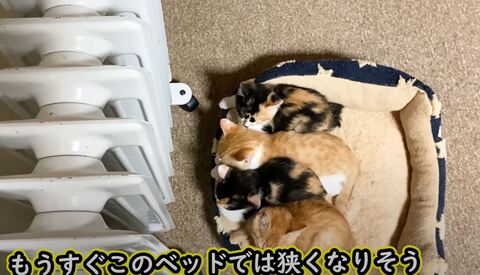 保護猫 三毛 茶トラ 猫だんご ヒーターと猫 ストーブと猫 オイルヒーター 子猫 かわいい 動画 うにむぎはちむー