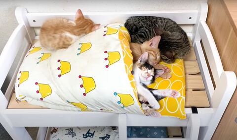 保護猫 三毛 茶トラ 猫だんご ヒーターと猫 ストーブと猫 オイルヒーター 子猫 かわいい 動画 うにむぎはちむー