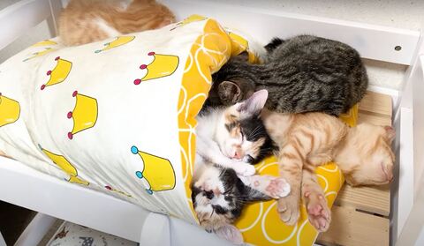 保護猫 三毛 茶トラ 猫だんご ヒーターと猫 ストーブと猫 オイルヒーター 子猫 かわいい 動画 うにむぎはちむー