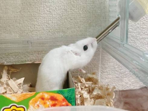 ハムスター 未確認生物 ハム ヘビ みみ めめ