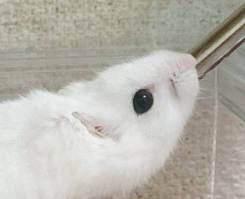 ハムスター 未確認生物 ハム ヘビ みみ めめ