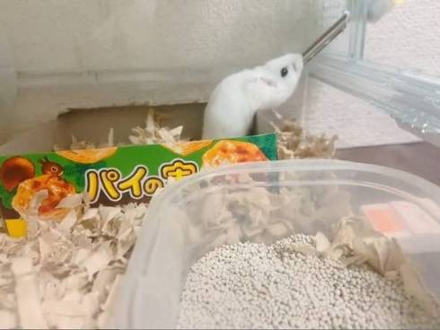 ハムスター 未確認生物 ハム ヘビ みみ めめ