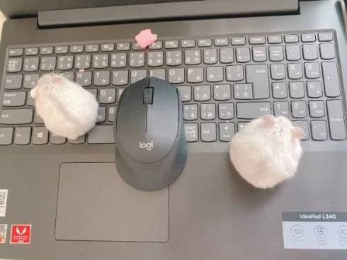 ハムスター 未確認生物 ハム ヘビ みみ めめ