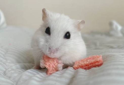 ハムスター 未確認生物 ハム ヘビ みみ めめ