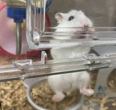 ハムスター 未確認生物 ハム ヘビ みみ めめ