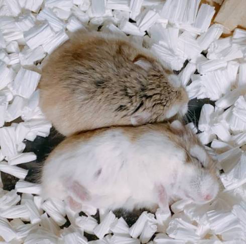 ハムスター 未確認生物 ハム ヘビ みみ めめ