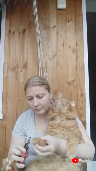 メインクーン 爪切り 猫 動画 不機嫌 表情 かわいい 海外動画 面白動画