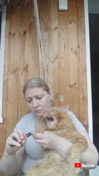 メインクーン 爪切り 猫 動画 不機嫌 表情 かわいい 海外動画 面白動画