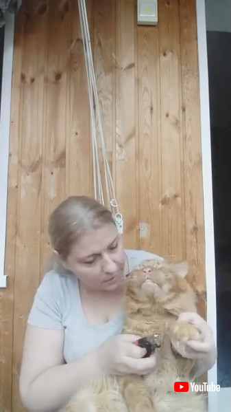 メインクーン 爪切り 猫 動画 不機嫌 表情 かわいい 海外動画 面白動画