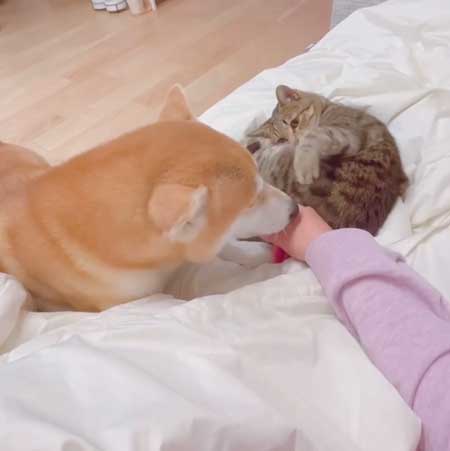 柴犬 猫 ジェラシー やきもち ママの手 取り合い 仲良し 犬猫 動画