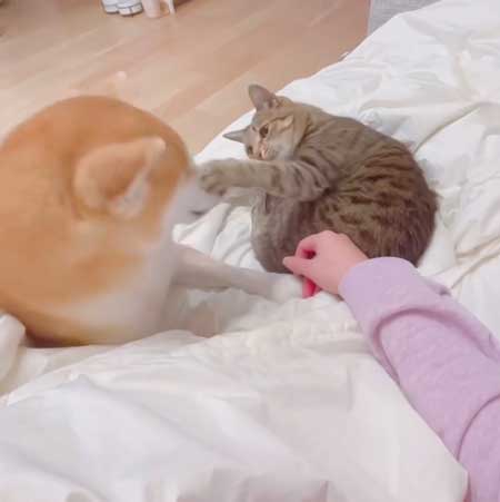 柴犬 猫 ジェラシー やきもち ママの手 取り合い 仲良し 犬猫 動画