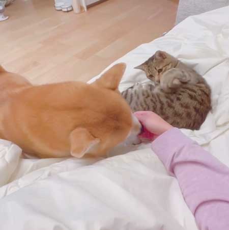 柴犬 猫 ジェラシー やきもち ママの手 取り合い 仲良し 犬猫 動画