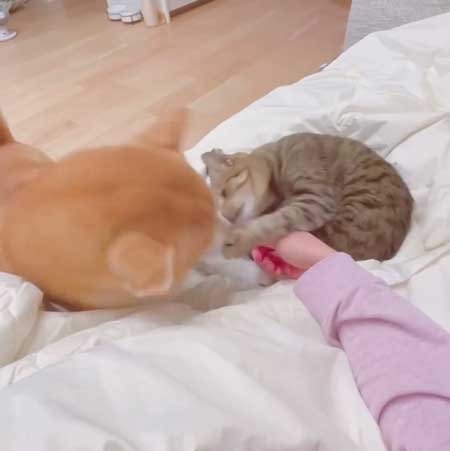 柴犬 猫 ジェラシー やきもち ママの手 取り合い 仲良し 犬猫 動画
