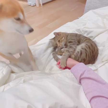 柴犬 猫 ジェラシー やきもち ママの手 取り合い 仲良し 犬猫 動画