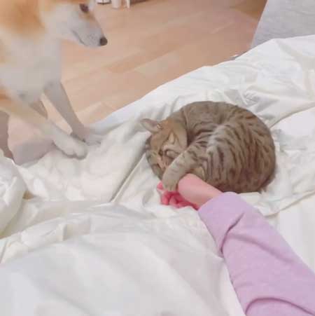 柴犬 猫 ジェラシー やきもち ママの手 取り合い 仲良し 犬猫 動画