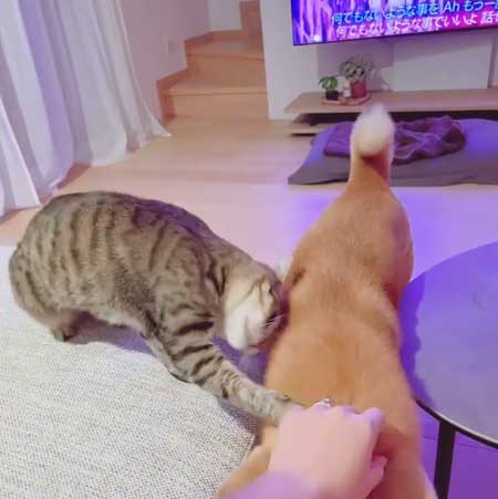 柴犬 猫 ジェラシー やきもち ママの手 取り合い 仲良し 犬猫 動画