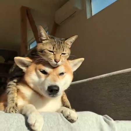 柴犬 猫 ジェラシー やきもち ママの手 取り合い 仲良し 犬猫 動画