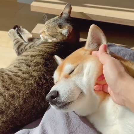 柴犬 猫 ジェラシー やきもち ママの手 取り合い 仲良し 犬猫 動画