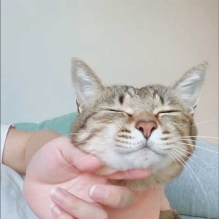 柴犬 猫 ジェラシー やきもち ママの手 取り合い 仲良し 犬猫 動画