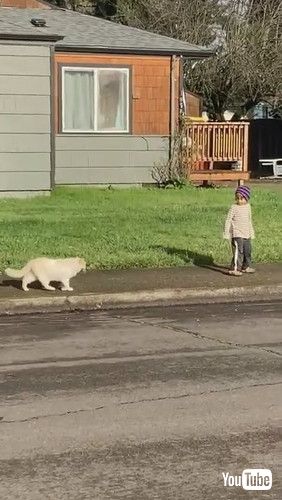 「Boy Has Special Friendship With Neighborhood Cat || ViralHog」
