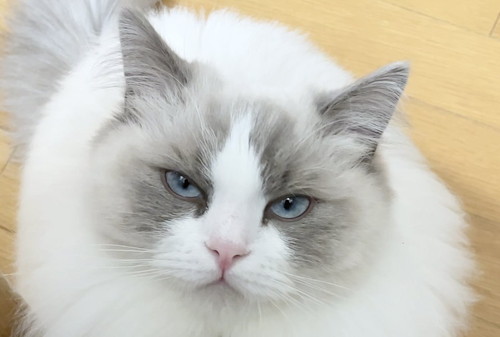 ひなちゃん　ラグドール　猫　画像　かわいい　尻尾