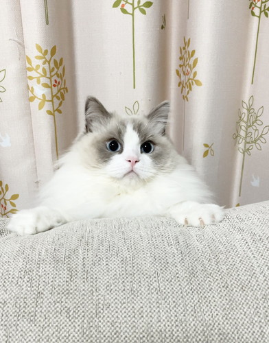 ひなちゃん　ラグドール　猫　画像　かわいい　尻尾