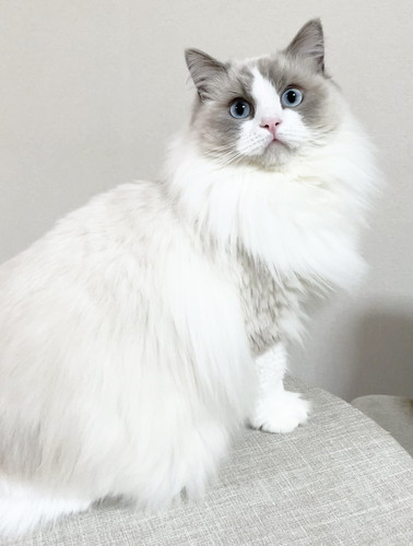 ひなちゃん　ラグドール　猫　画像　かわいい　尻尾
