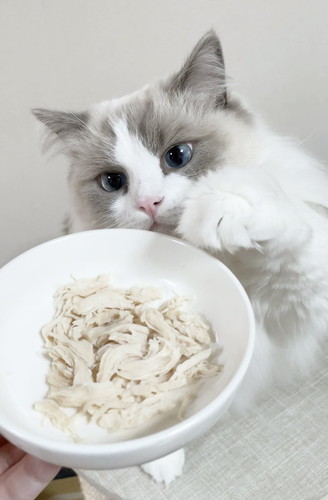 ひなちゃん　ラグドール　猫　画像　かわいい　尻尾