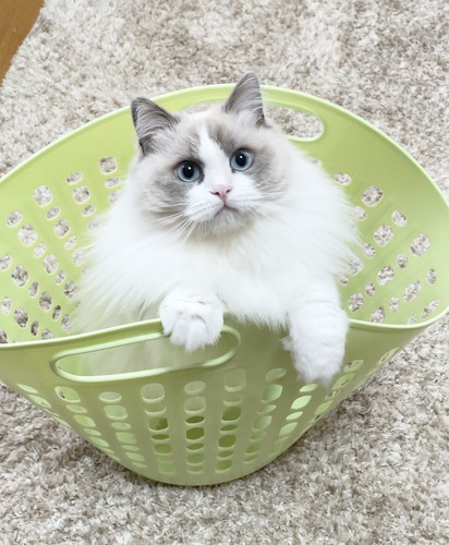 ひなちゃん　ラグドール　猫　画像　かわいい　尻尾