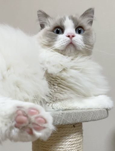 ひなちゃん　ラグドール　猫　画像　かわいい　尻尾