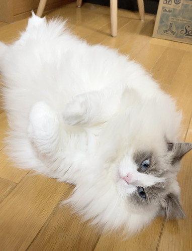 ひなちゃん　ラグドール　猫　画像　かわいい　尻尾