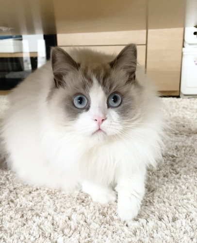 ひなちゃん　ラグドール　猫　画像　かわいい　尻尾