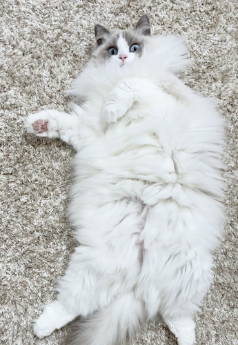 ひなちゃん　ラグドール　猫　画像　かわいい　尻尾