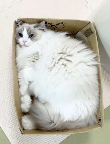 ひなちゃん　ラグドール　猫　画像　かわいい　尻尾